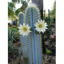 Graines de cactus de colonne bleue (Pilosocereus pachycladus) 1.85 - 15