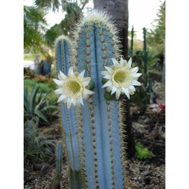 Blaue Säulenkaktus-Samen (Pilosocereus pachycladus)