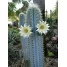 Semi di cactus blu (Pilosocereus pachycladus)