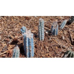 Sementes de cacto colunar azul (Pilosocereus pachycladus) 1.85 - 12