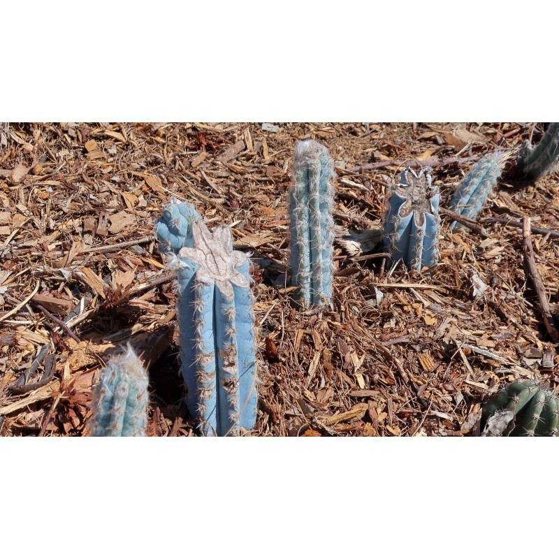 Price: €1.85 - Blue Columnar Cactus Seeds (Pilosocereus pachycladus) - 