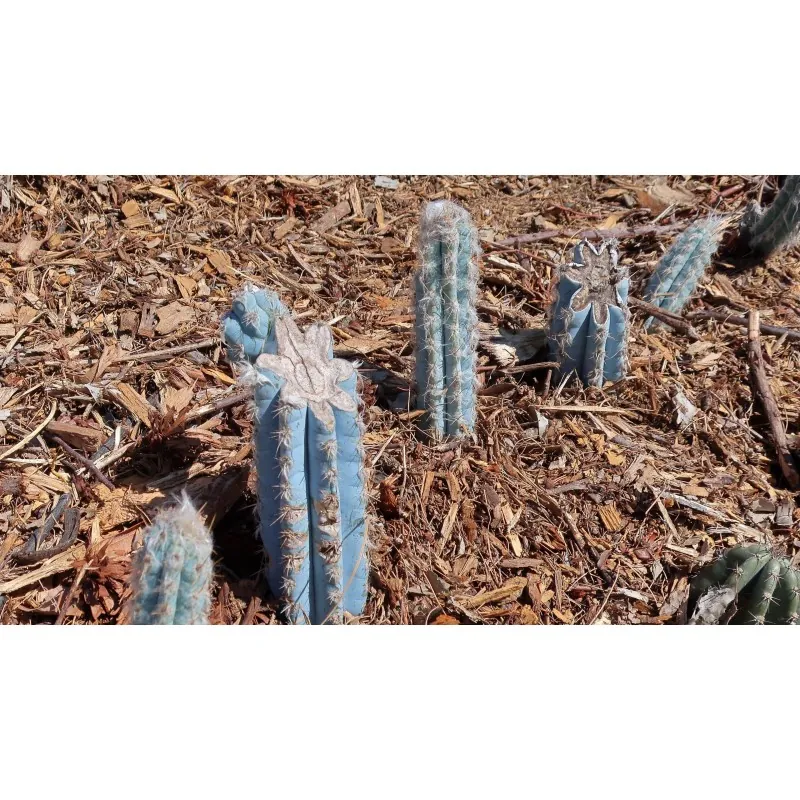 Semi di cactus blu (Pilosocereus pachycladus)