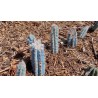 Price: €1.85 - Seme Plavog kaktusa Blue Columnar (Pilosocereus pachycladus) - 