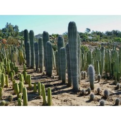 Semi di cactus blu (Pilosocereus pachycladus) 1.85 - 13
