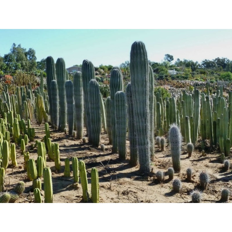 Blaue Säulenkaktus-Samen (Pilosocereus pachycladus)