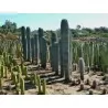 Semi di cactus blu (Pilosocereus pachycladus)