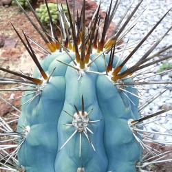 Semi di cactus blu (Pilosocereus pachycladus) 1.85 - 14