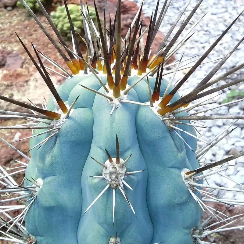 Blåkaktusfrön (Pilosocereus pachycladus)