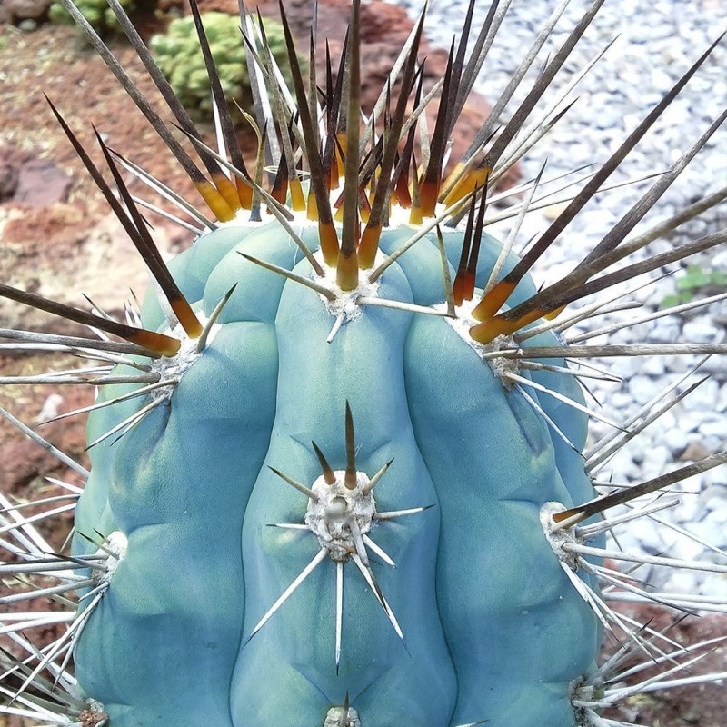 Price: €1.85 - Blue Columnar Cactus Seeds (Pilosocereus pachycladus) - 