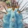Blåkaktusfrön (Pilosocereus pachycladus)