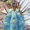 Blaue Säulenkaktus-Samen (Pilosocereus pachycladus)