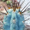 Price: €1.85 - Semillas de cactus azul (Pilosocereus pachycladus) - 