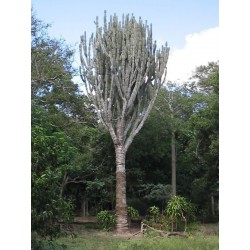 Caracore Kaktus Samen (Cereus dayamii) 1.85 - 1