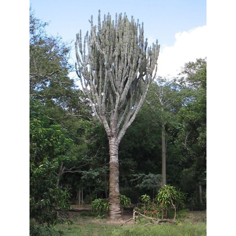 Caracore Κάκτος Σπόροι (Cereus dayamii) | 1,85 €