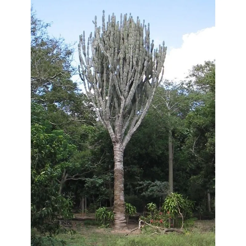 Semi di Cactus Caracore (Cereus dayamii)