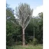 Caracore Cactus Seeds (Cereus dayamii)