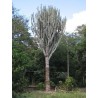 Caracore Κάκτος Σπόροι (Cereus dayamii) | 1,85 €
