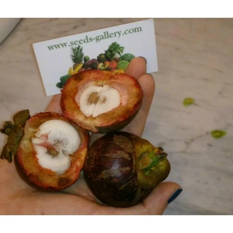 Sementes de Mangostão (Garcinia indica)
