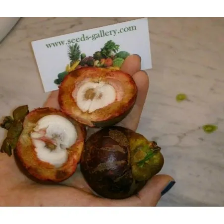 Sementes de Mangostão (Garcinia indica)