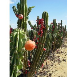Caracore Cactus Seeds (Cereus dayamii) 1.85 - 2