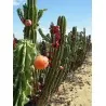 Caracore Cactus Seeds (Cereus dayamii)