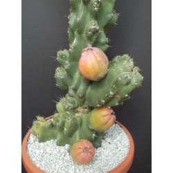Caracore Cactus Seeds (Cereus dayamii) 1.85 - 3