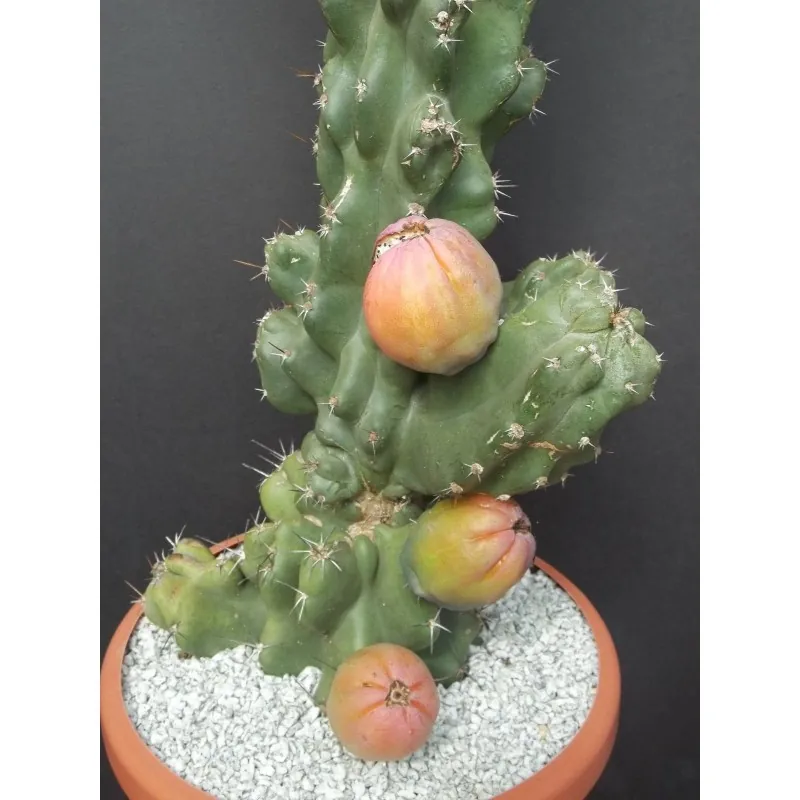 Caracore Cactus Seeds (Cereus dayamii)