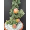 Caracore Cactus Seeds (Cereus dayamii)