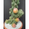 Caracore Κάκτος Σπόροι (Cereus dayamii) | 1,85 €