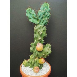 Caracore Cactus Seeds (Cereus dayamii) 1.85 - 4