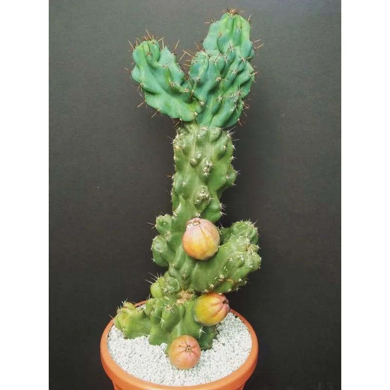Semi di Cactus Caracore (Cereus dayamii)