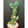 Caracore Cactus Fröer (Cereus Dayamii)