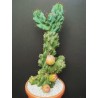 Caracore Κάκτος Σπόροι (Cereus dayamii) | 1,85 €