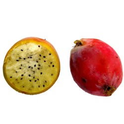 Price: €1.85 - Caracore Κάκτος Σπόροι (Cereus dayamii) - 