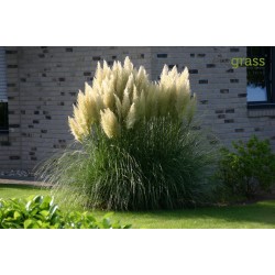 Vita Pampas Grass Frön  1.5 - 1