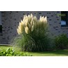 Semillas de capim-das-pampas', penacho-branco (Cortaderia Selloana)