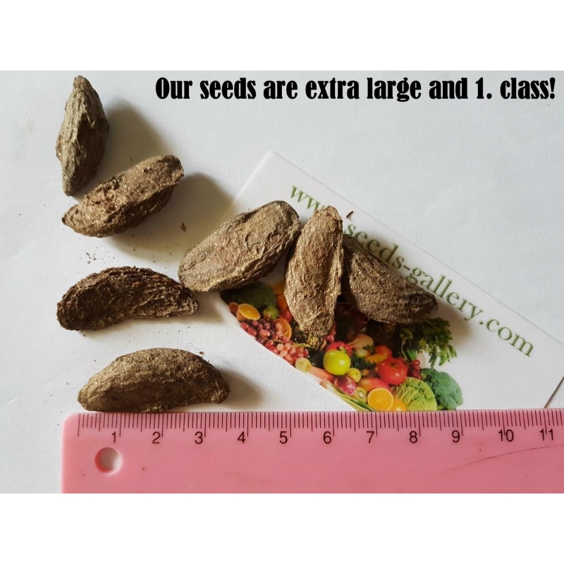 Price: €3.95 - Mangostan frön (Garcinia indica) - 