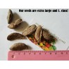 Price: €3.95 - Mangostan frön (Garcinia indica) - 