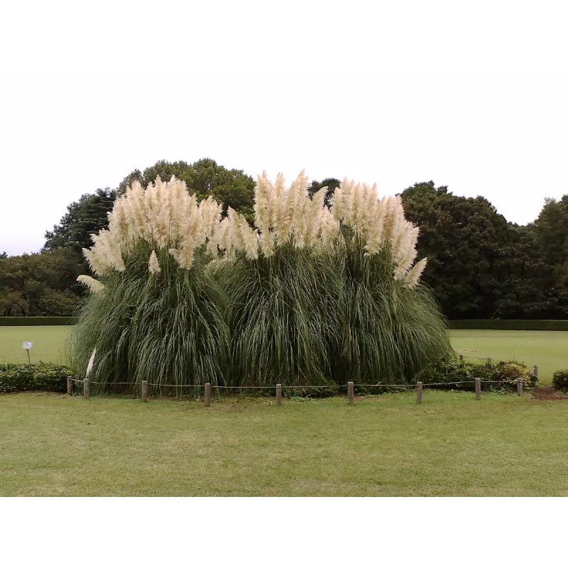 Bela Pampas Trava Seme (Cortaderia Selloana)