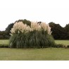 Semillas de capim-das-pampas', penacho-branco (Cortaderia Selloana)