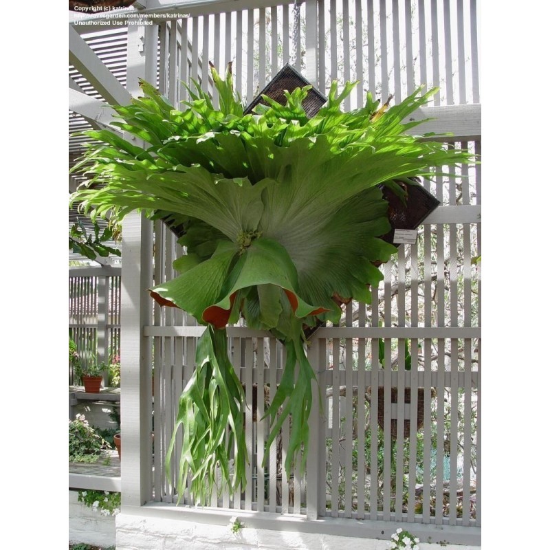 Price: €1.7 - Semillas de Platycerium superbum - 