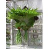 Price: €1.7 - GIGANT Staghorn paprat Seme (Platycerium Superbum) - 