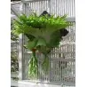 Semillas de Platycerium superbum