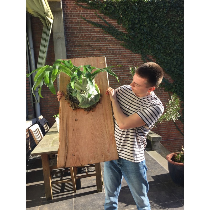 Price: €1.7 - GIGANT Staghorn paprat Seme (Platycerium Superbum) - 