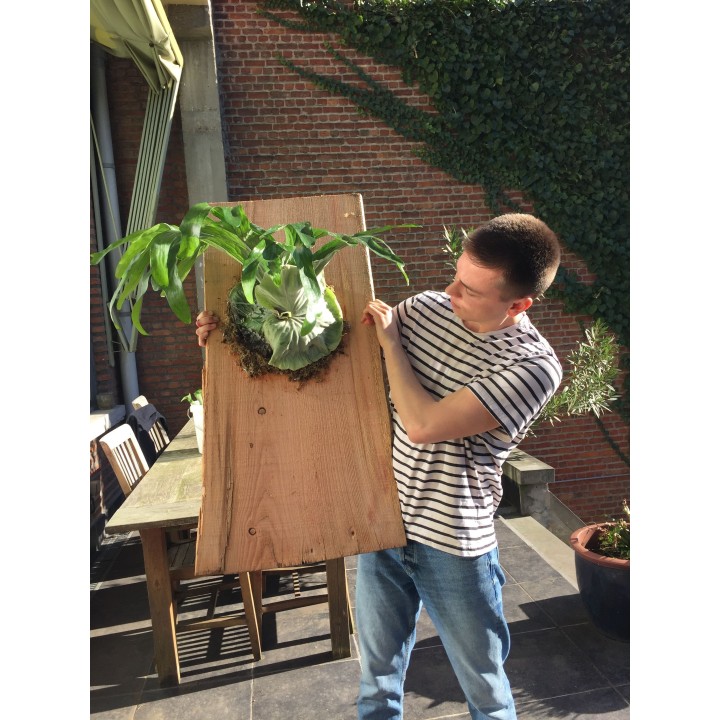 Giant Staghorn Fern Seeds (Platycerium Superbum) - 1.53
