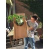 Price: €1.7 - GIGANT Staghorn paprat Seme (Platycerium Superbum) - 