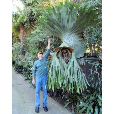 Price: €1.7 - GIGANT Staghorn paprat Seme (Platycerium Superbum) - 