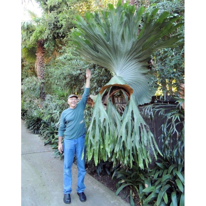 Giant Staghorn Fern Seeds (Platycerium Superbum) - 1.53