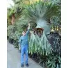 Semillas de Platycerium superbum
