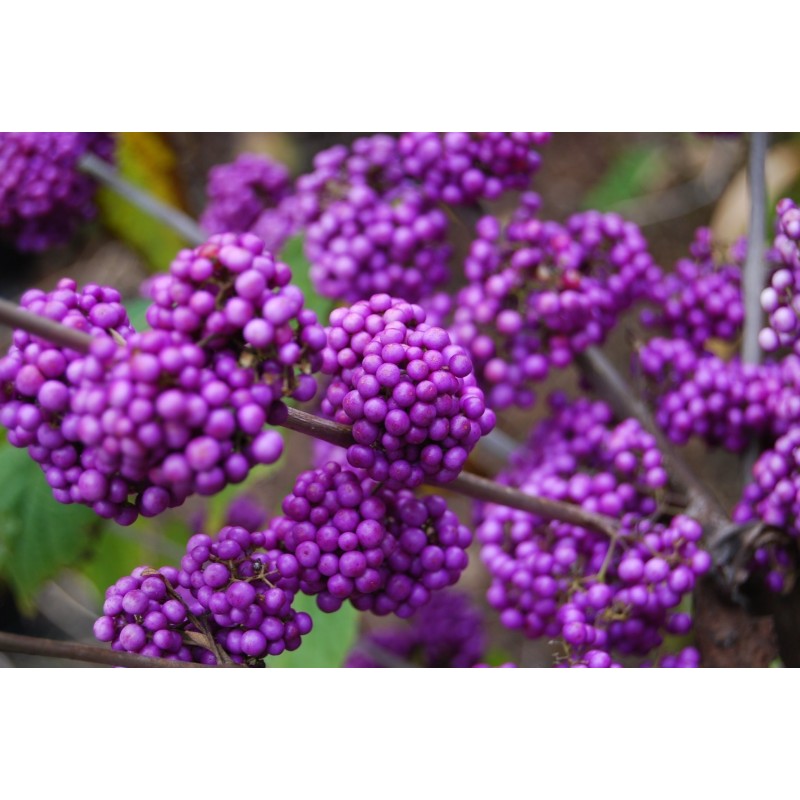 Price: €1.85 - Japanese beautyberry Seeds (Callicarpa japonica) - 